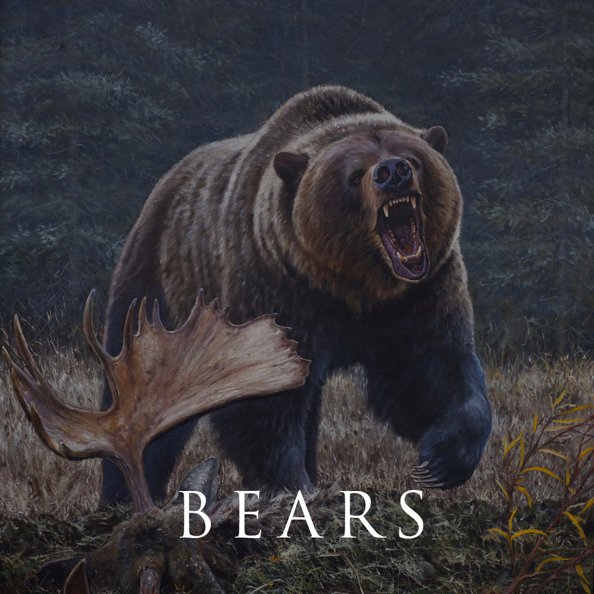 "Painting of a grizzly bear in the Canadian Rockies, by wildlife artist Des McCaffrey."