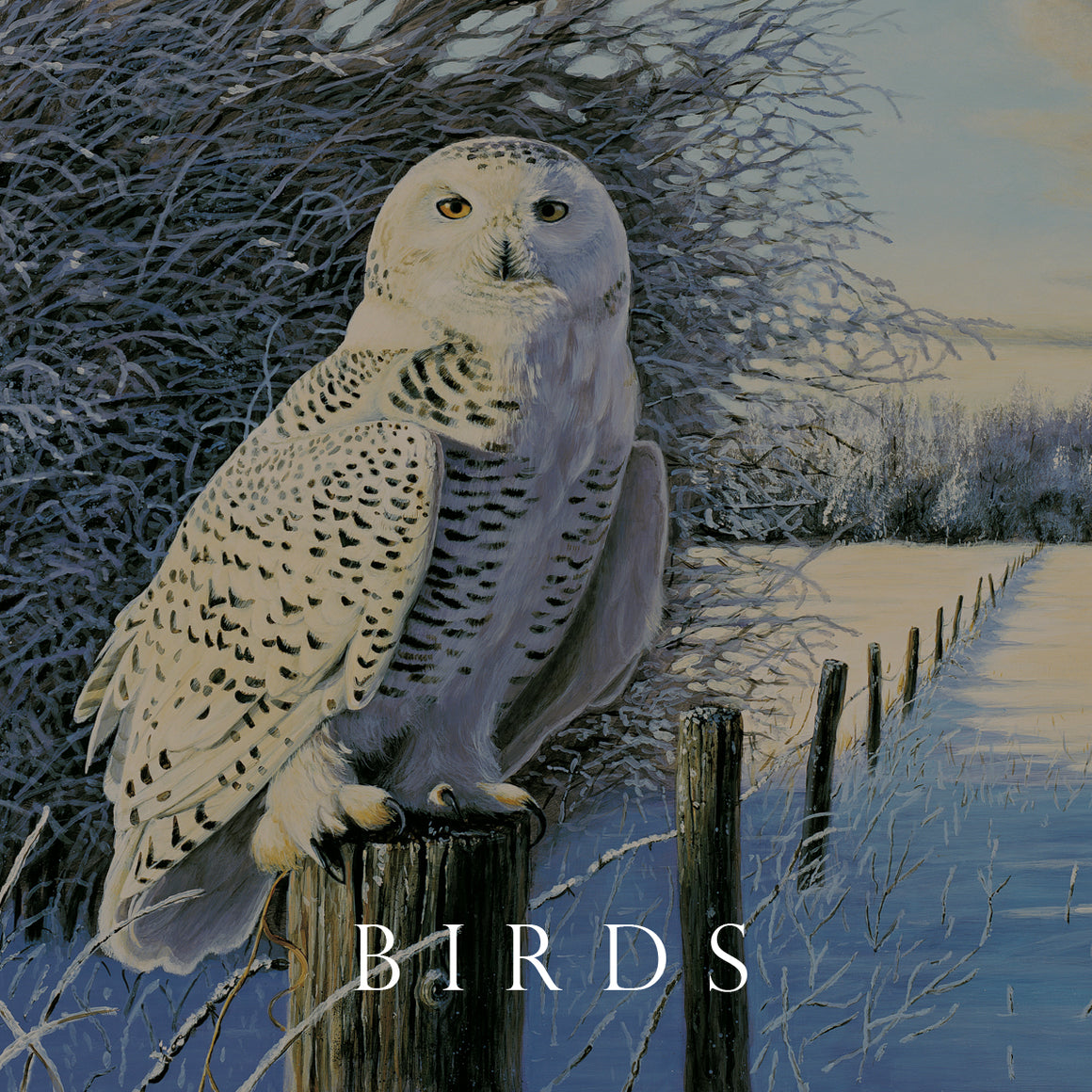 Birds