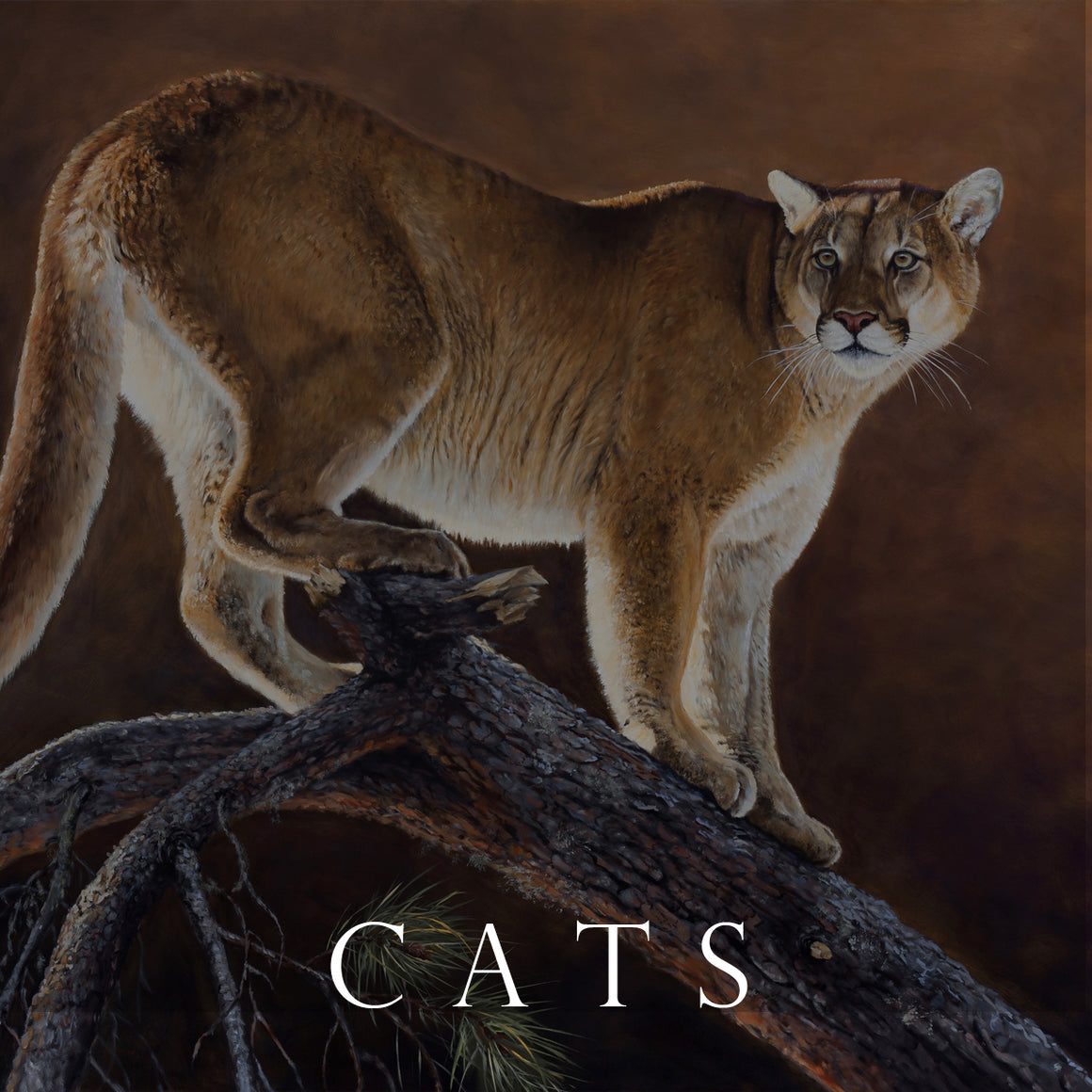 Mountain Lion Paintings – by Wildlife Artist Des McCaffrey