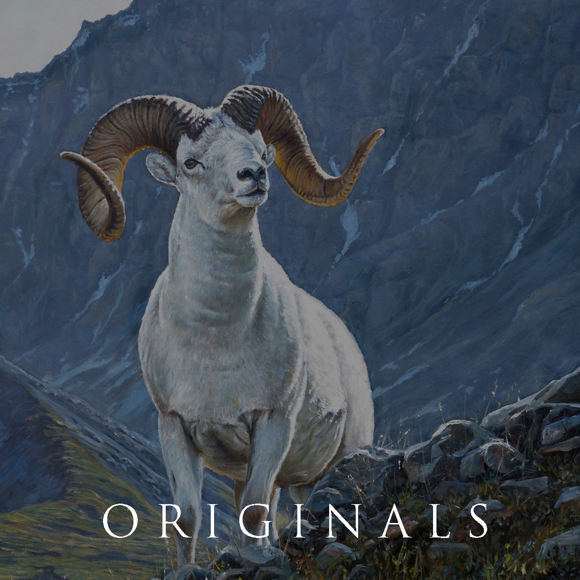 Original wildlife paintings collection featuring Alberta big game animals by artist Des McCaffrey, inspired by real backcountry encounters.