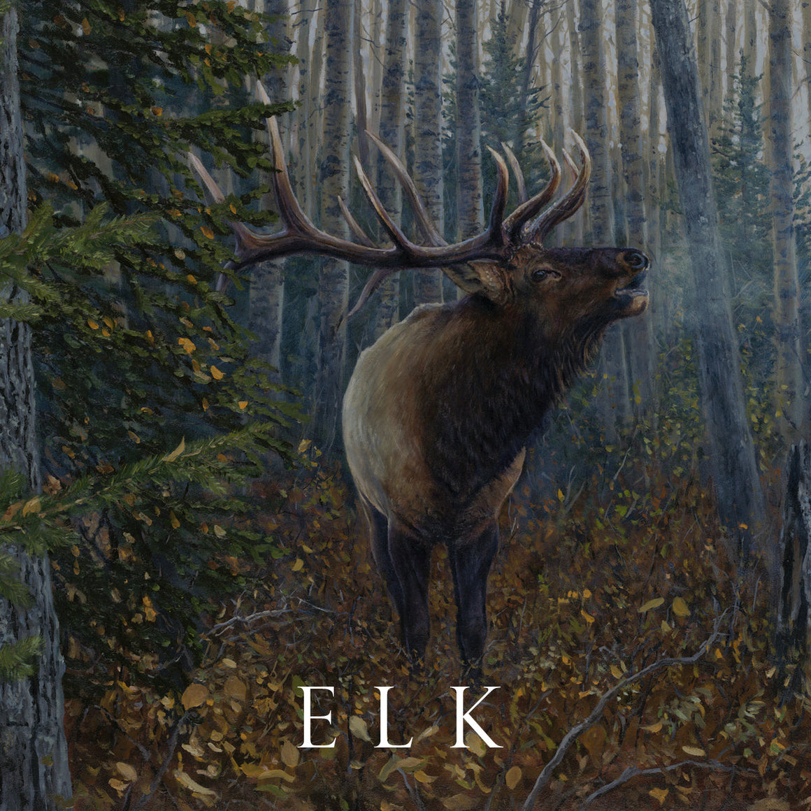 "Painting of a majestic bull elk bugling in Alberta’s backcountry, by Canadian wildlife artist Des McCaffrey."