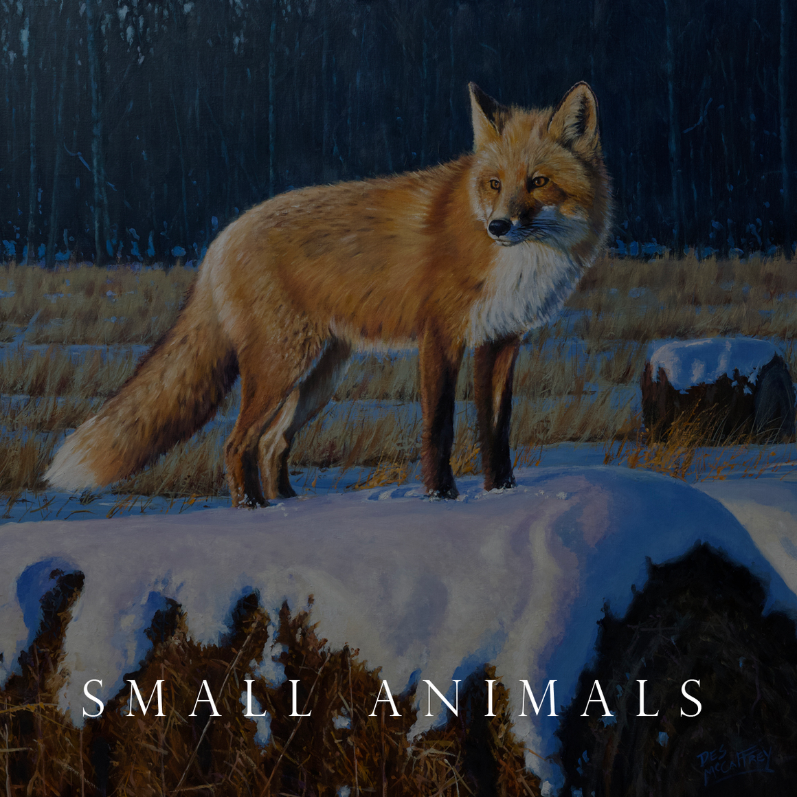 Small Animals