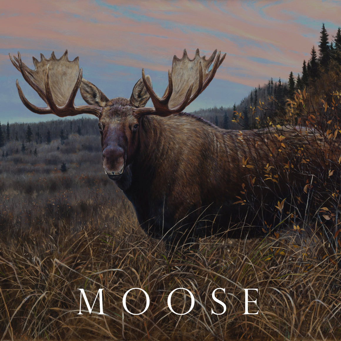 "Painting of a bull moose standing in a northern Alberta wilderness, by Canadian wildlife artist Des McCaffrey."