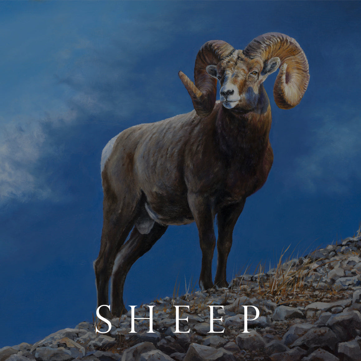 Original paintings and fine art prints of wild sheep by Desmond McCaffrey.