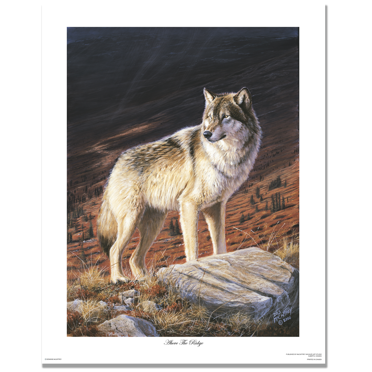 A lone wolf stands on a rugged ridge in the Yukon wilderness. Original acrylic painting by artist Des McCaffrey was completed in 2000. 