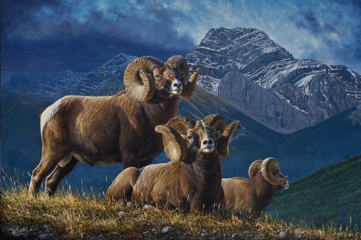 Two legendary Alberta bighorns posed proudly below Mount Lougheed of Kananskis Country.  Painting by Alberta artist Des McCaffrey.  