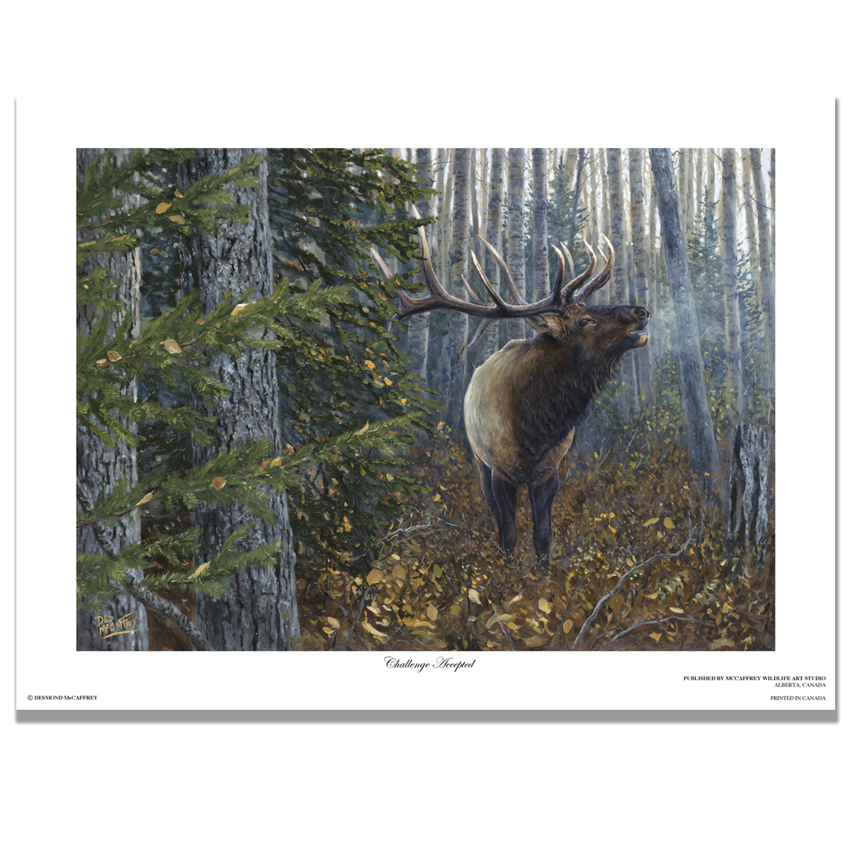 Fine art giclée print titled "Challenge Accepted",  featuring a six point bull elk bugling in a shrouded boreal forest, by Canadian wildlife artist Des McCaffrey.
