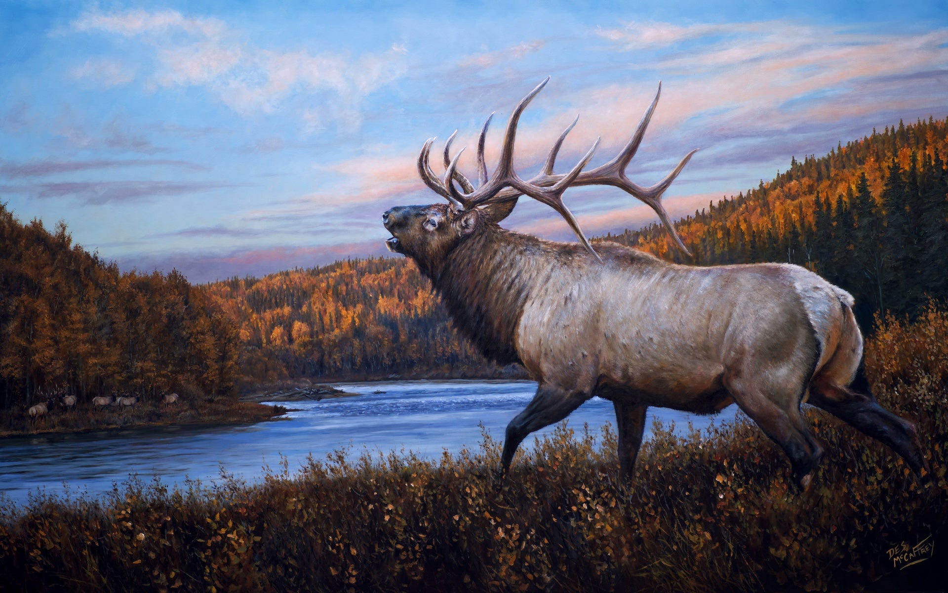 Original oil painting titled  "On The Wapiti", featuring a six point bull elk bugling to a rival across the Wapiti River in northern Alberta, by Canadian wildlife artist Des McCaffrey.