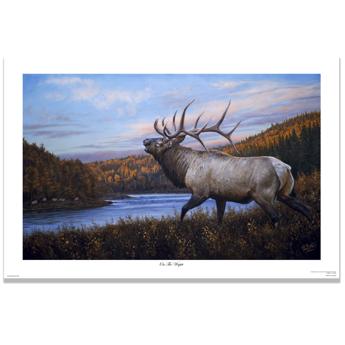 Fine art giclée print titled  "On The Wapiti", featuring a six point bull elk bugling to a rival across the Wapiti River in northern Alberta, by Canadian wildlife artist Des McCaffrey.