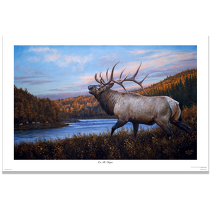 Fine art giclée print titled  "On The Wapiti", featuring a six point bull elk bugling to a rival across the Wapiti River in northern Alberta, by Canadian wildlife artist Des McCaffrey.
