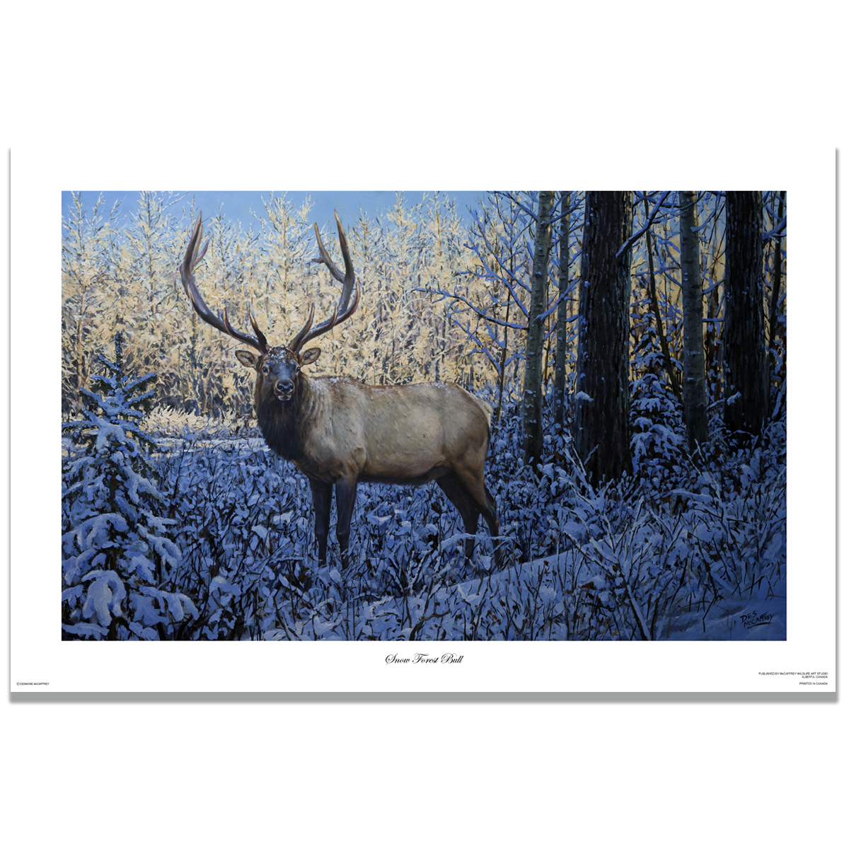 Fine art giclée print titled "Snow Forest Bull,” featuring a six point bull elk standing in a snow covered forest, by Canadian wildlife artist Des McCaffrey.