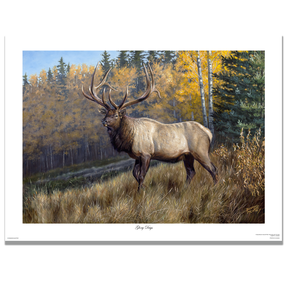 Fine art giclée print titled "Glory Days", featuring a large six point bull elk stepping out of an autumn forest in northern Alberta, by Canadian wildlife artist Des McCaffrey.