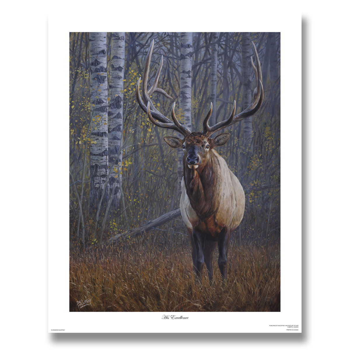 Fine art giclée print titled "His Excellence”, featuring a large bull elk standing in a clearing with a shrouded aspen forest backdrop, by Canadian wildlife artist Des McCaffrey.