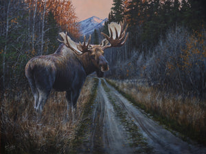 Original oil painting titled "Lovers Lane,” featuring a bull moose crossing an old logging road in search of love, by Canadian wildlife artist Des McCaffrey.