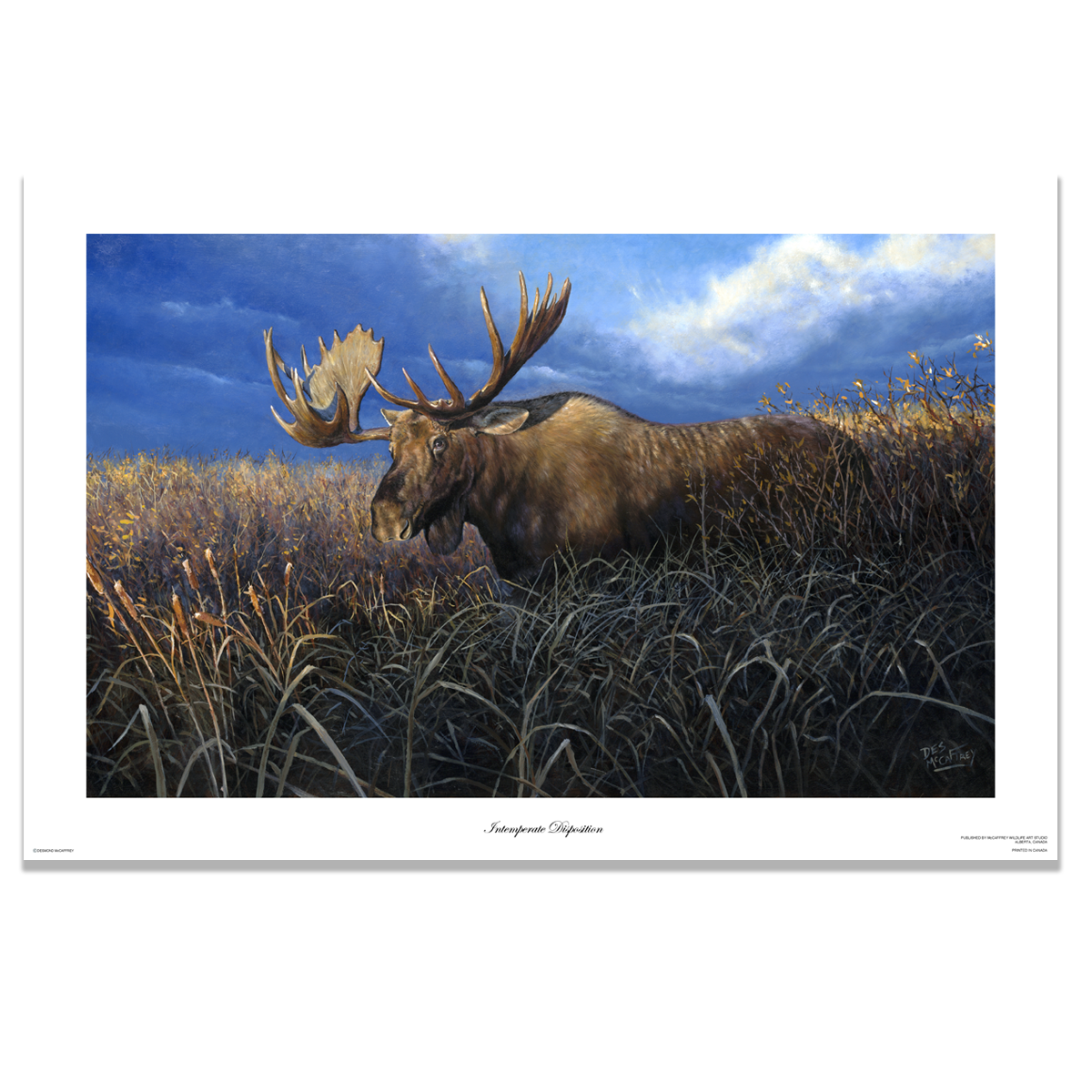 Fine art giclée print titled "Intemperate Disposition,” featuring a large bull moose with ears laid back in an aggressive pose, by Canadian wildlife artist Des McCaffrey.