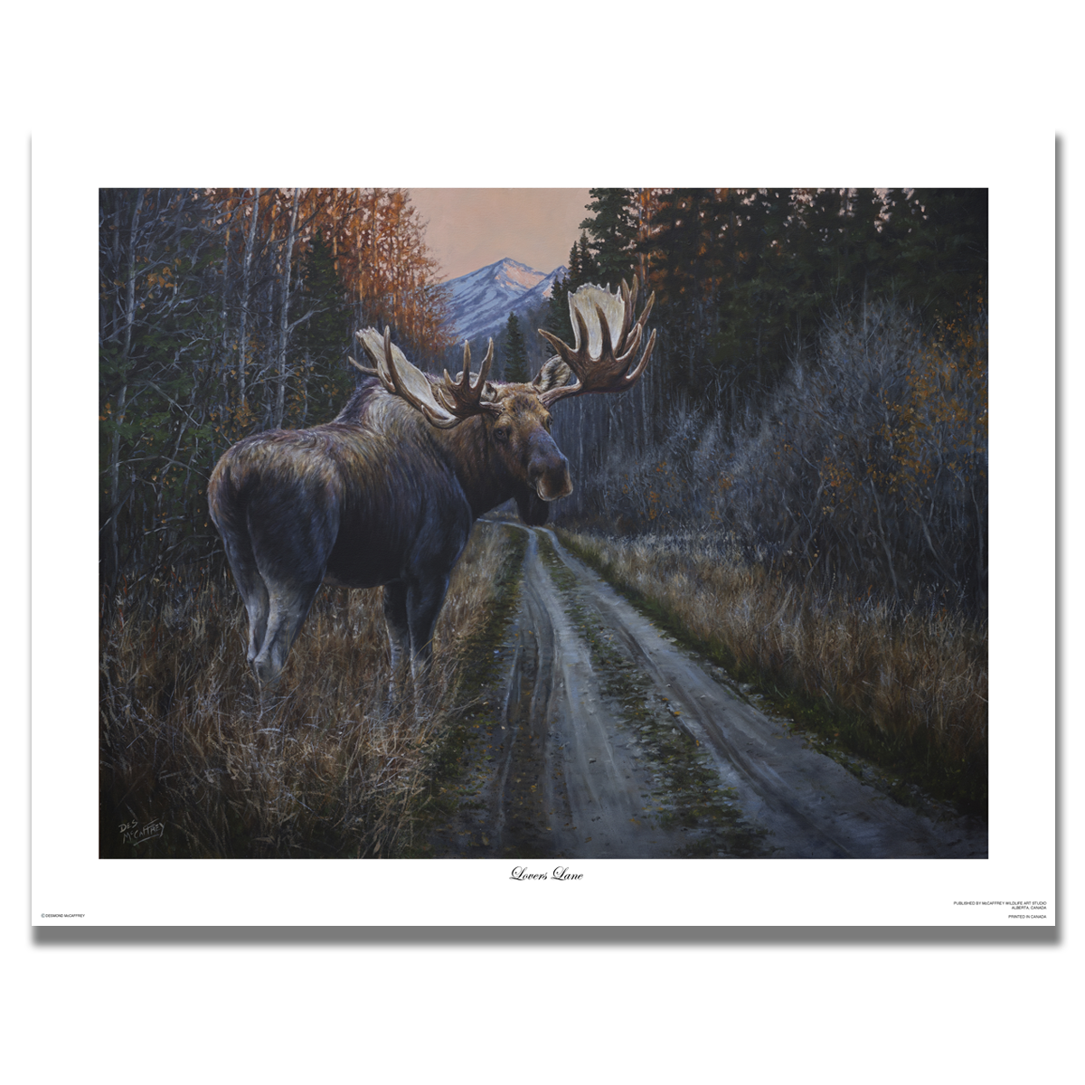 Fine art giclée print titled "Lovers Lane,” featuring a bull moose crossing an old logging road in search of love, by Canadian wildlife artist Des McCaffrey.