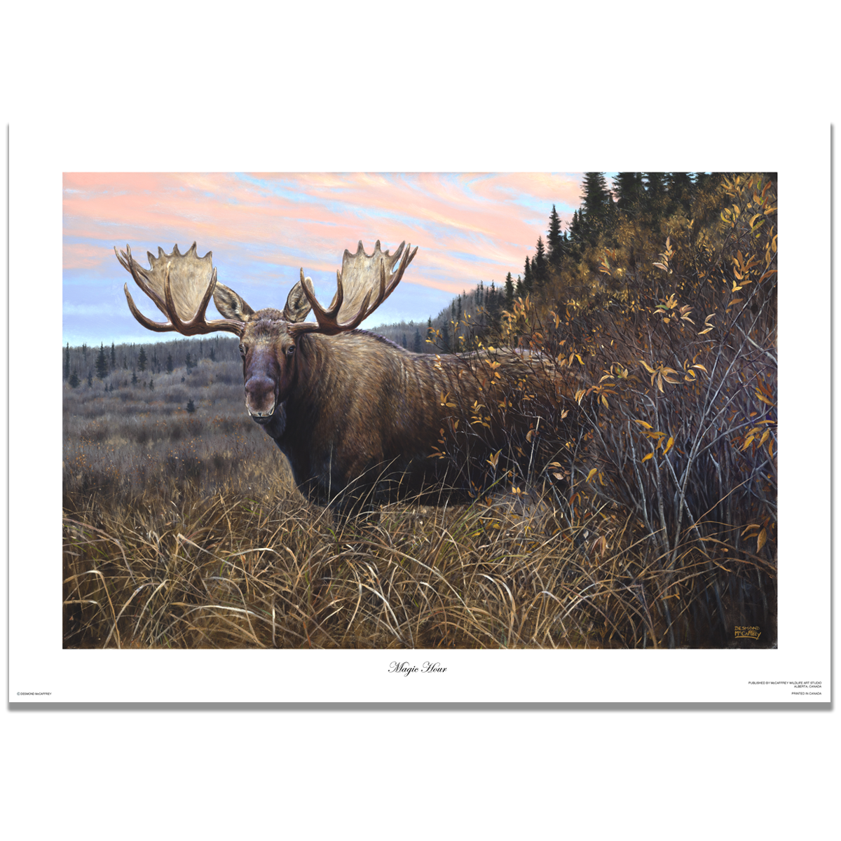 Fine art giclée print titled "Magic Hour,” featuring a large bull moose stepping out the willows at magic hour, by Canadian wildlife artist Des McCaffrey.