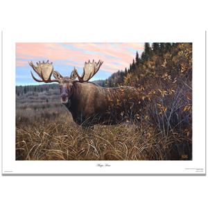 Fine art giclée print titled "Magic Hour,” featuring a large bull moose stepping out the willows at magic hour, by Canadian wildlife artist Des McCaffrey.
