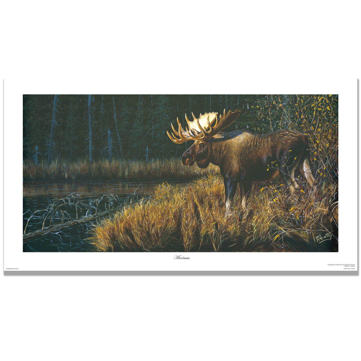 Fine art giclée print titled "Maximus,” featuring a large bull moose overlooking an old beaver pond while standing in bright sunlight, by Canadian wildlife artist Des McCaffrey.