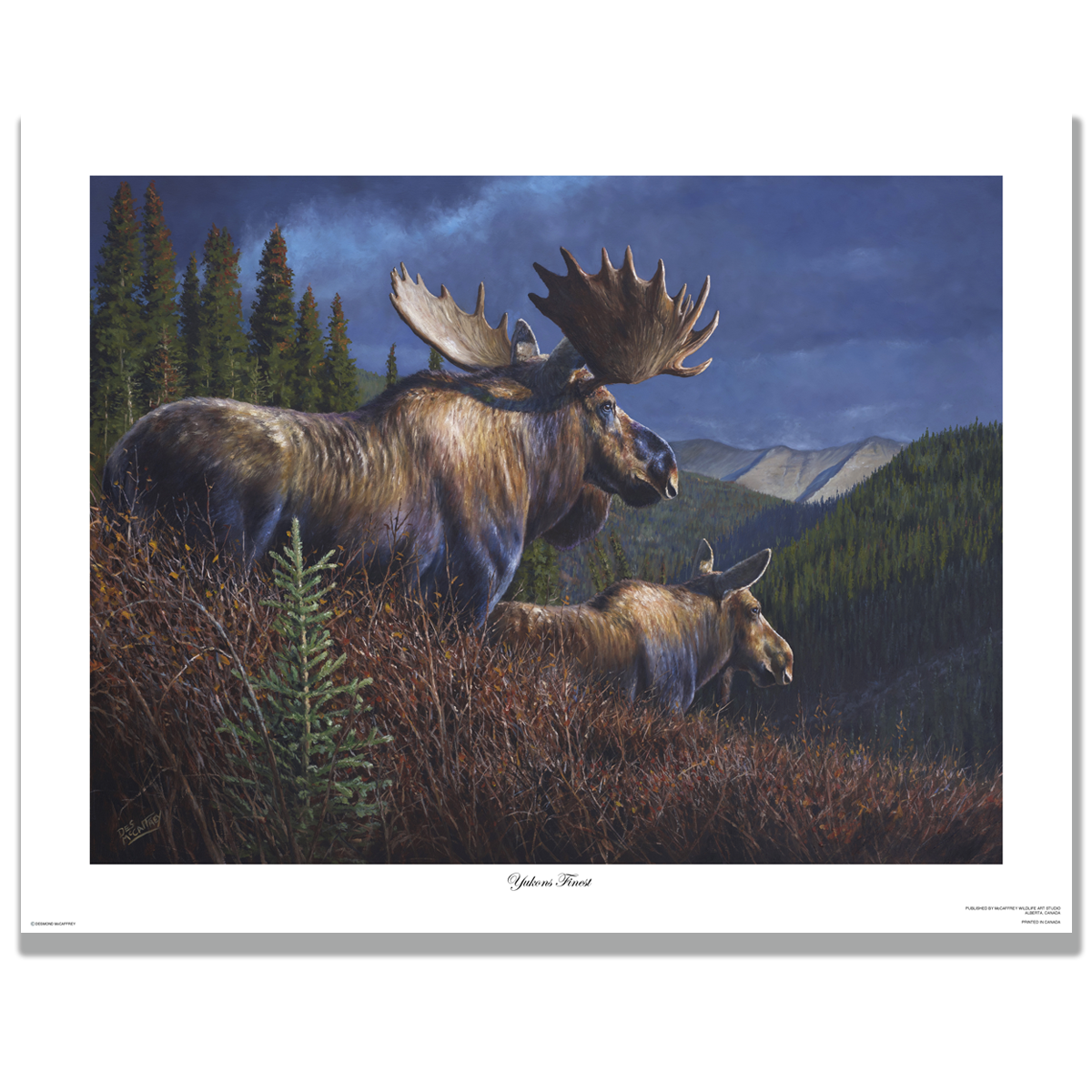 Fine art giclée print titled ”Yukons Finest" featuring a large bull moose and cow in a dramatic Yukon mountain backdrop, by Canadian wildlife artist Des McCaffrey.