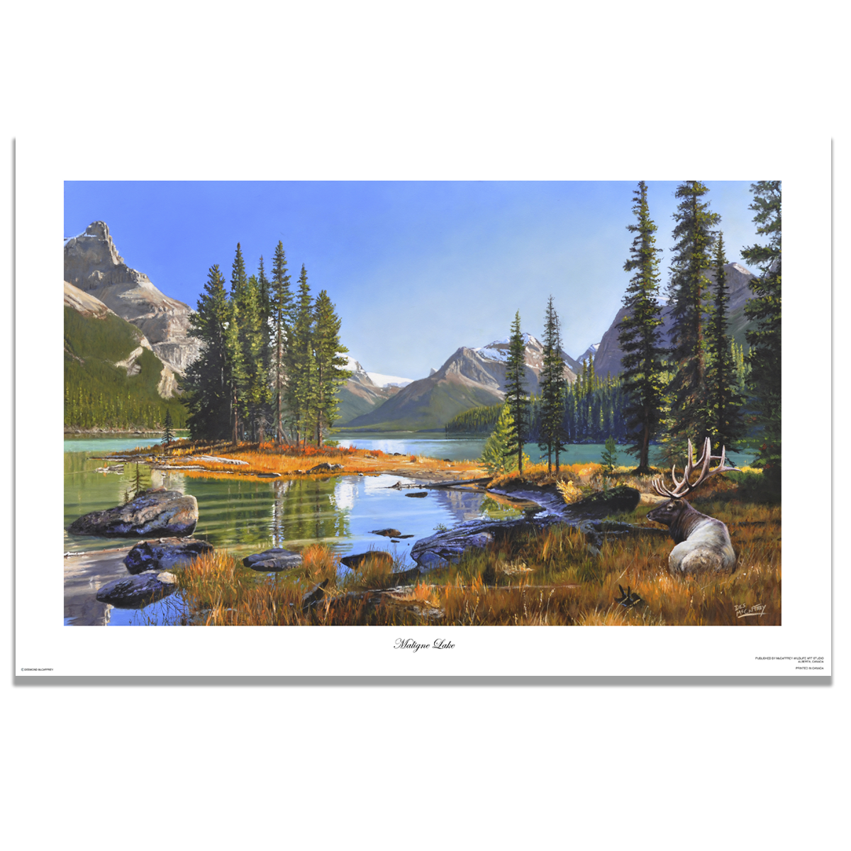 Fine art giclée print titled "Maligne Lake,” featuring a bull elk bedded near Spirit Island in Jasper National Park, by Canadian wildlife artist Des McCaffrey.