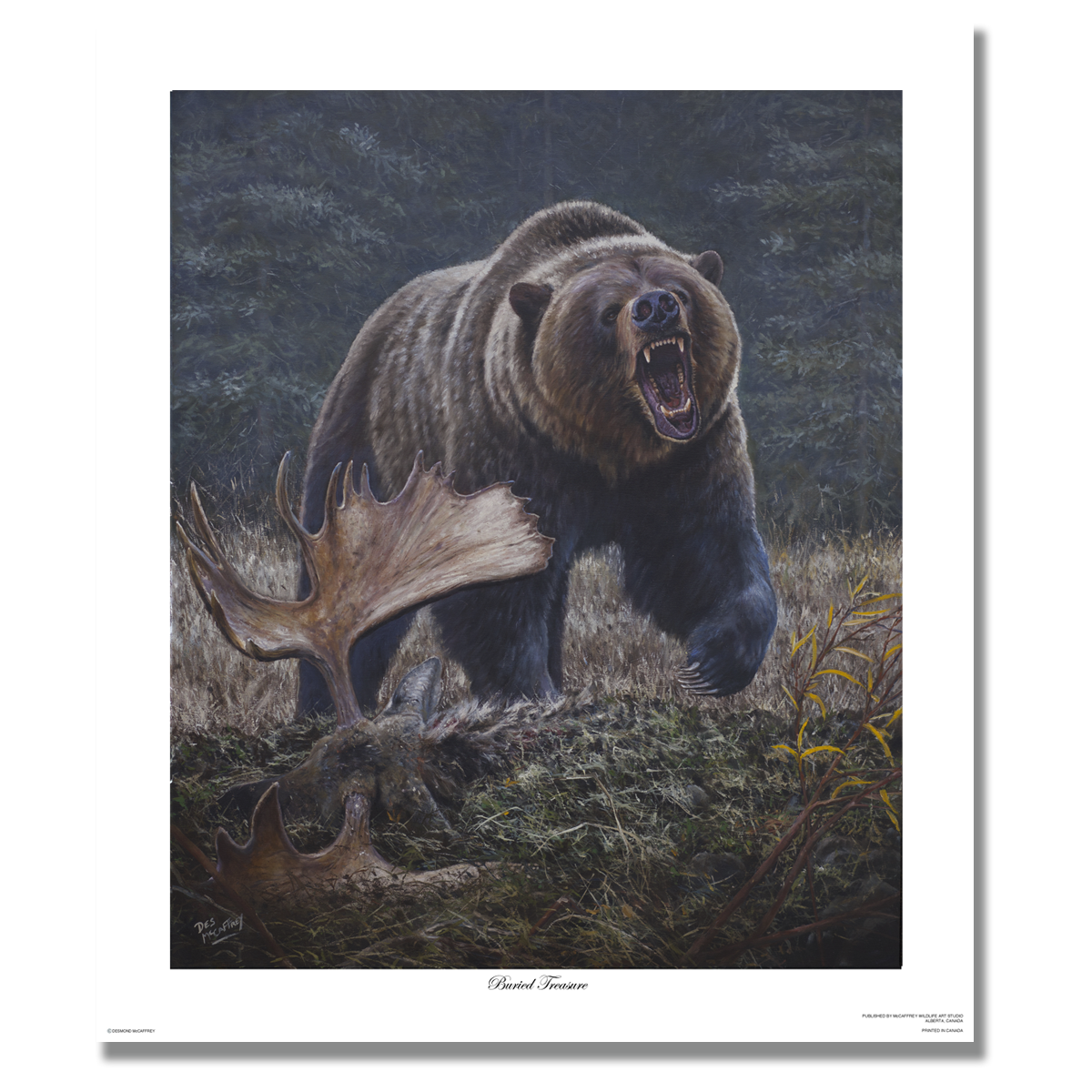 Fine art giclée print titled "Buried Treasure,” featuring a large male grizzly aggressively protecting a buried food cache consisting of a fallen bull moose.  By Canadian wildlife artist Des McCaffrey.
