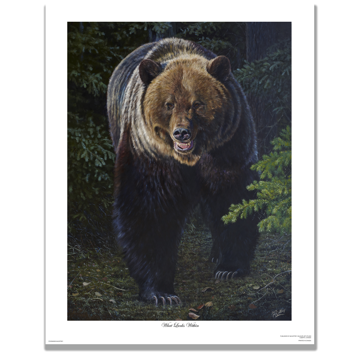 Fine art giclée print titled "What Lurks Within", featuring a large male grizzly in stepping out of the dark spruce, by Canadian wildlife artist Des McCaffrey.