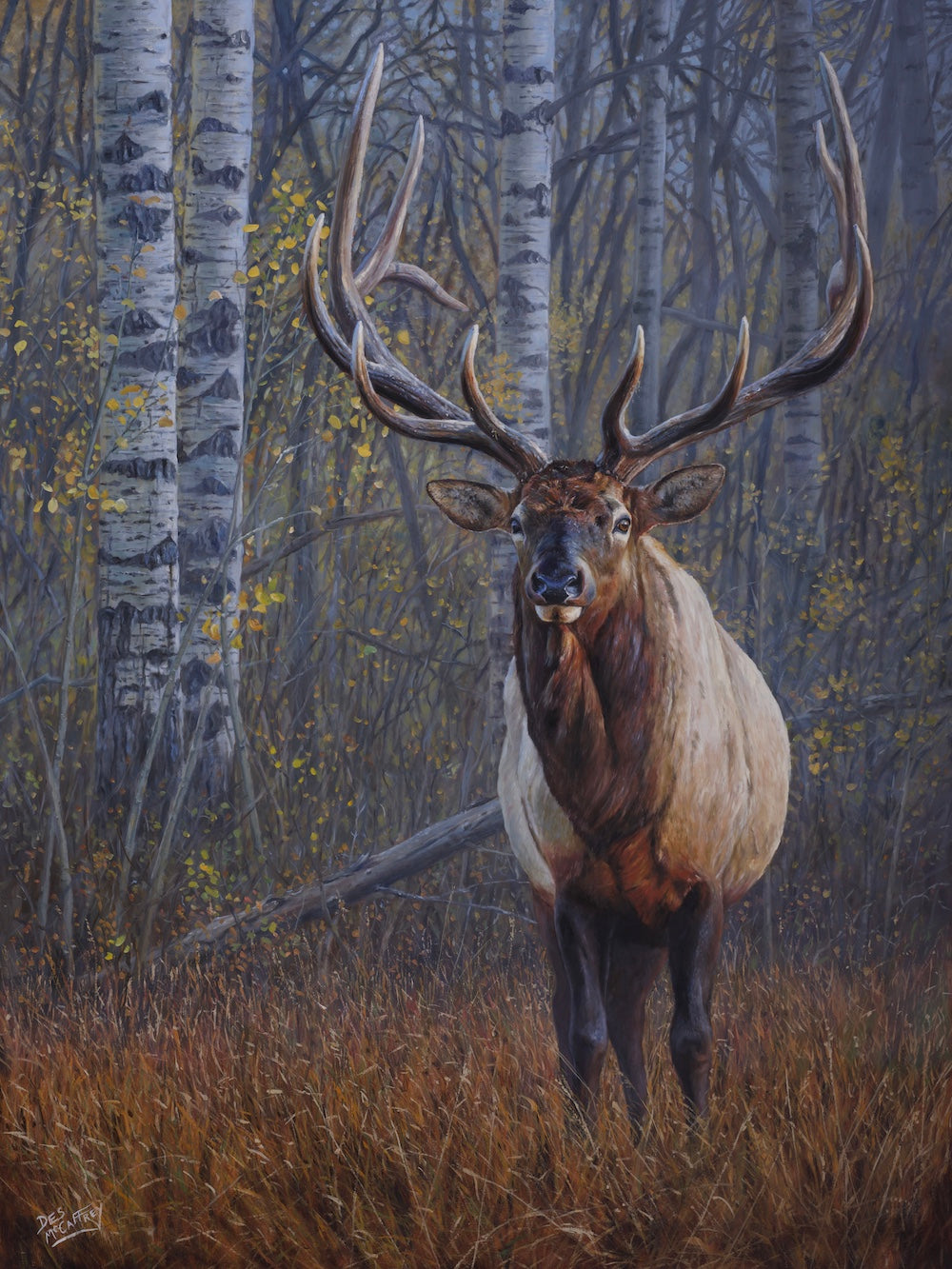 Original 48x36 inch oil painting "His Excellence" by Canadian wildlife artist Des McCaffrey, depicting a majestic bull elk in an autumn aspen forest.