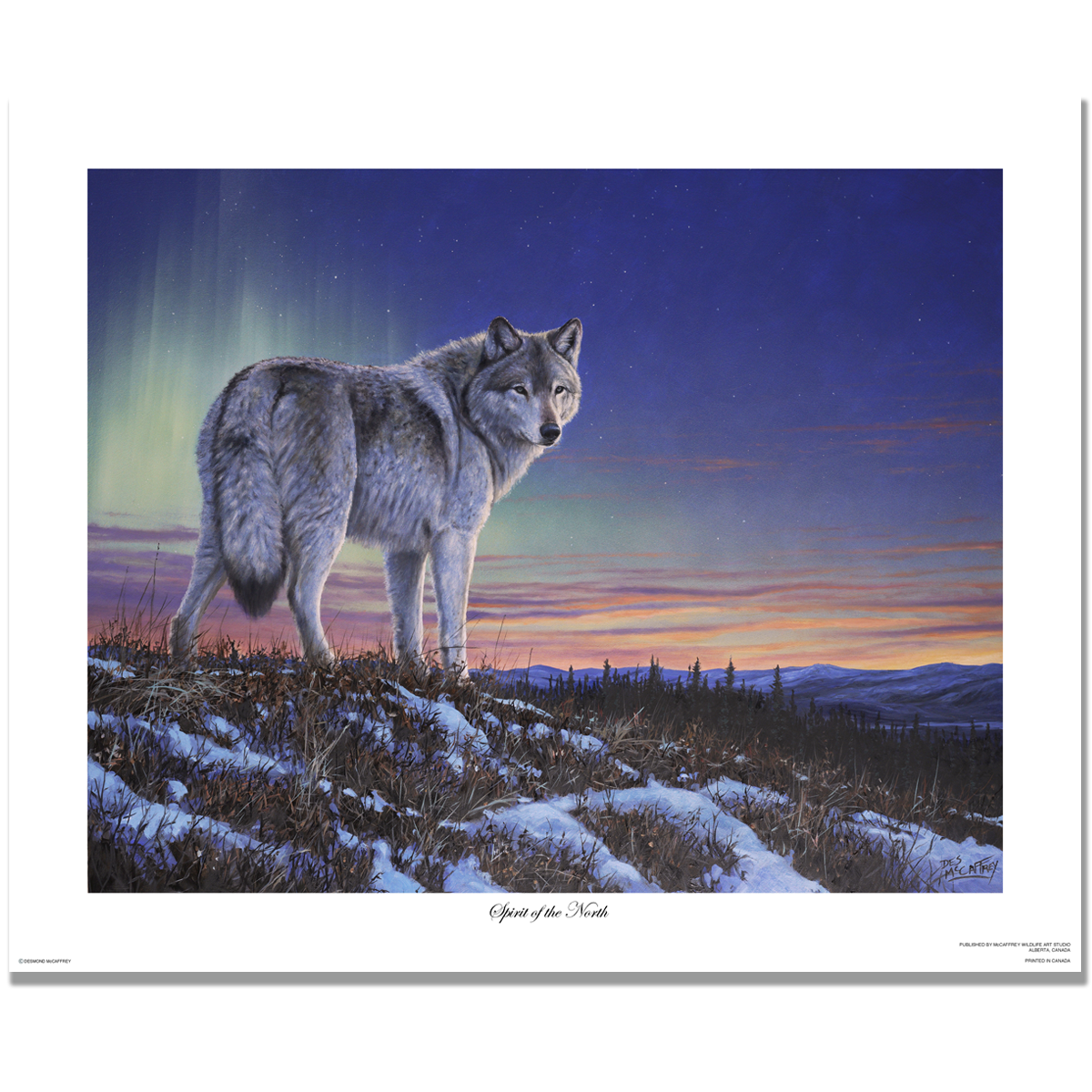 Fine art giclée print titled "Spirit of the North”,  featuring a lone wolf on a ridge with the twilight and beautiful northern lights in the background. By Canadian wildlife artist Des McCaffrey.