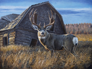 Original oil painting titled  “Down Home Out West,” featuring a large mule deer buck standing in tall autumn grass in front of an old wooden barn, by Canadian wildlife artist Des McCaffrey.