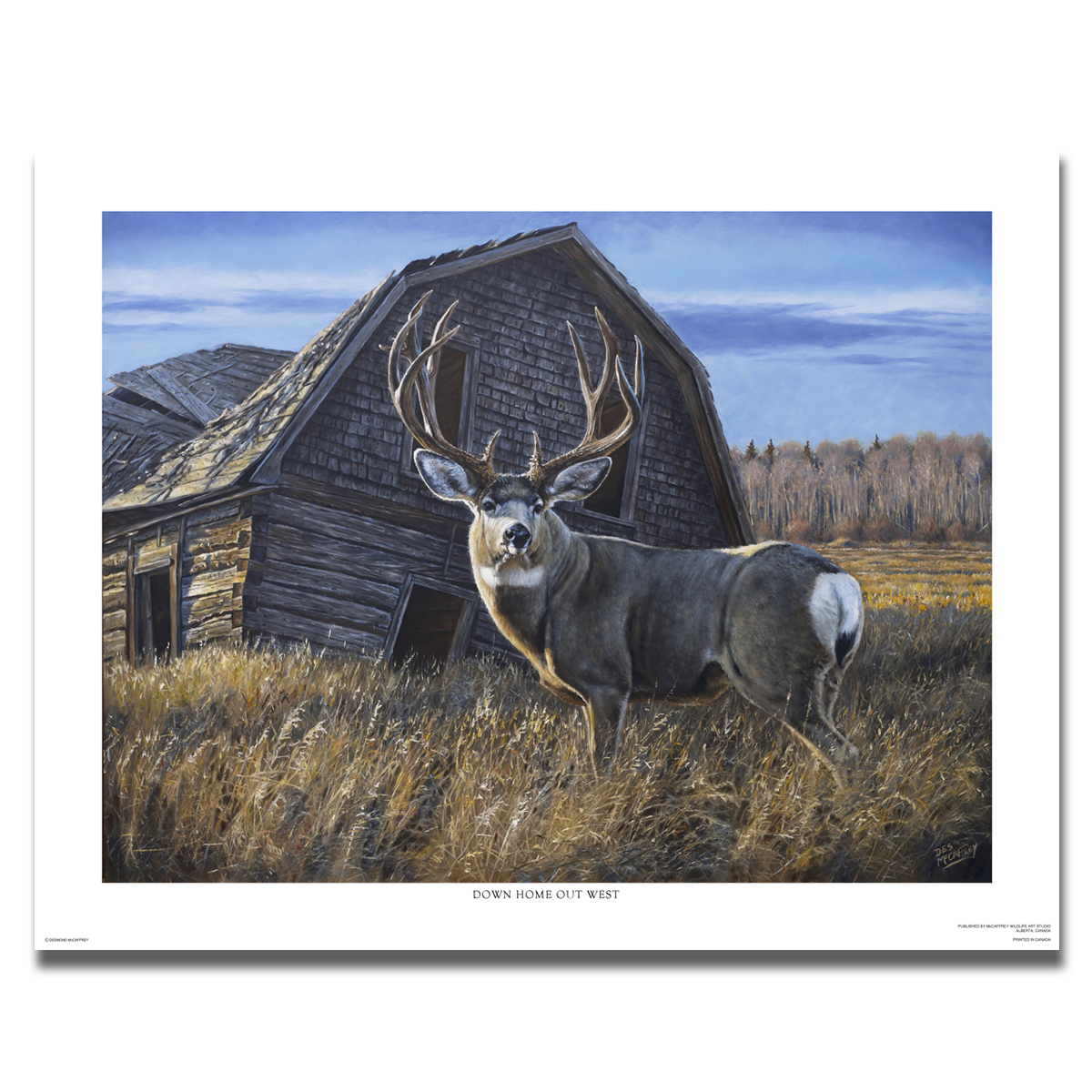 Fine art giclée print of “Down Home Out West,” featuring a large mule deer buck standing in tall autumn grass in front of an old wooden barn, by Canadian wildlife artist Des McCaffrey.