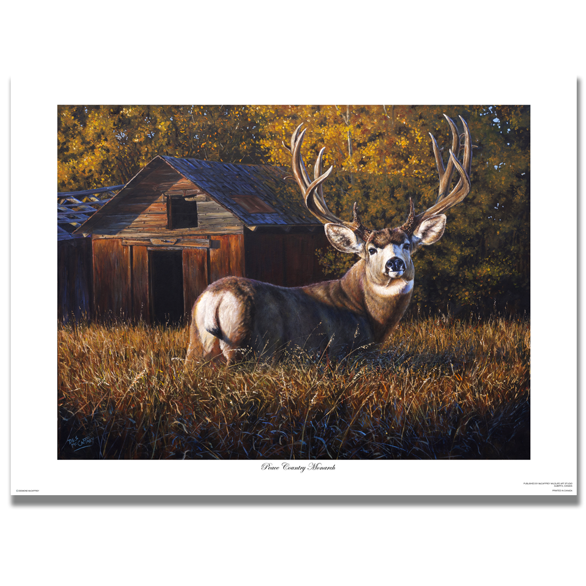 Fine art giclée print titled "Peace Country Monarch" featuring a large mule deer buck in an autumn setting, by Canadian wildlife artist Des McCaffrey.
