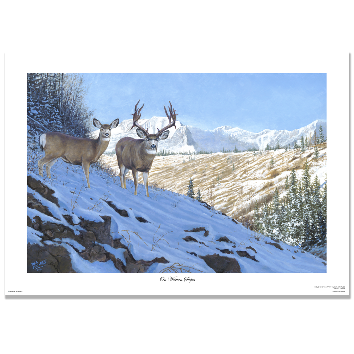 Fine art giclée print titled “On Western Slopes”, featuring a mule deer buck and doe standing on a wintery slope in the Alberta foothills, by Canadian wildlife artist Des McCaffrey.