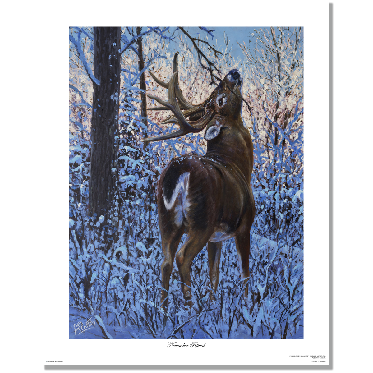 November Ritual is a original oil painting of a whitetail buck in a snowy Alberta forest but wildlife artist Des McCaffrey