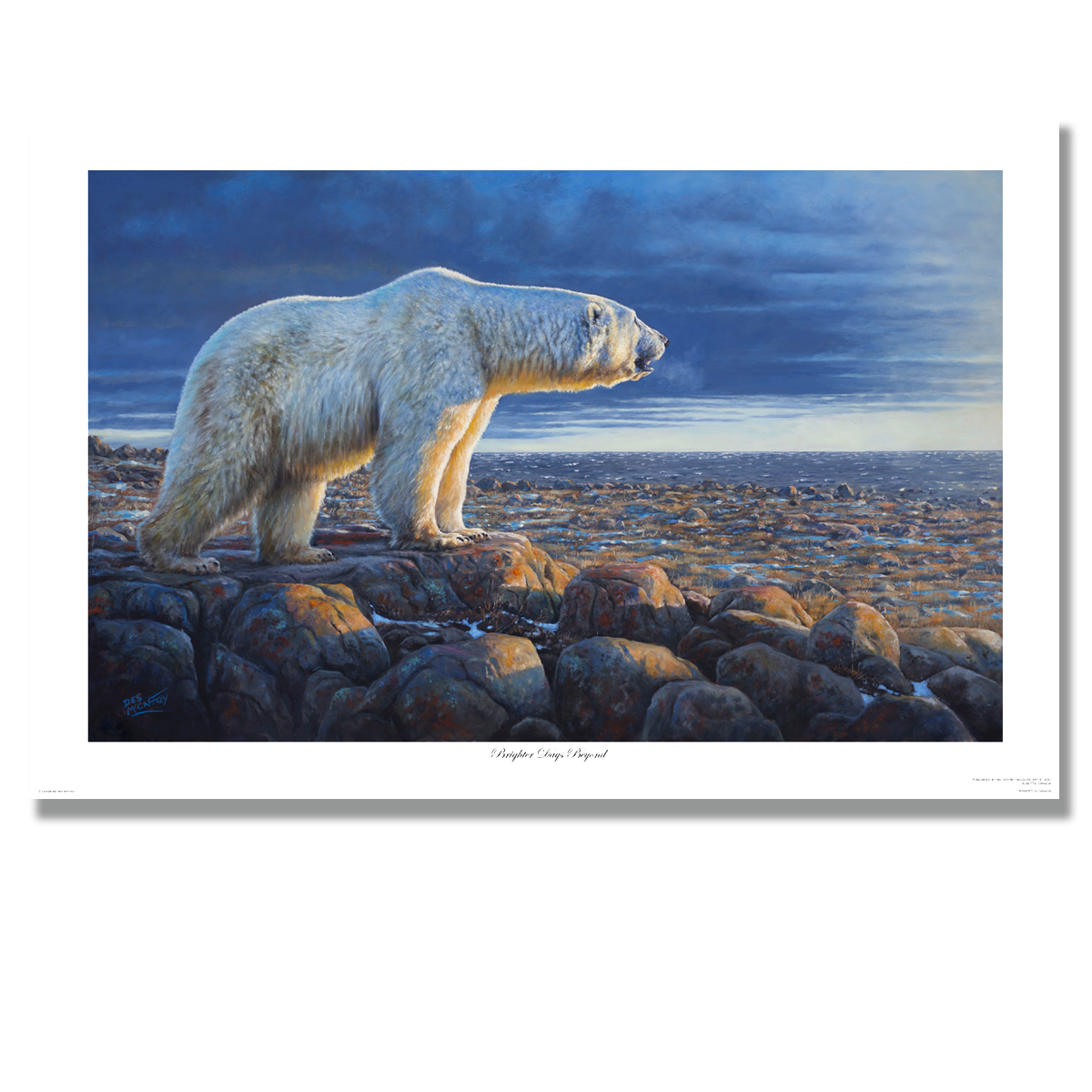 Fine art giclée print titled "Brighter Days Beyond",  featuring a polar bear in dramatic light overlooking the sea, by Canadian wildlife artist Des McCaffrey.