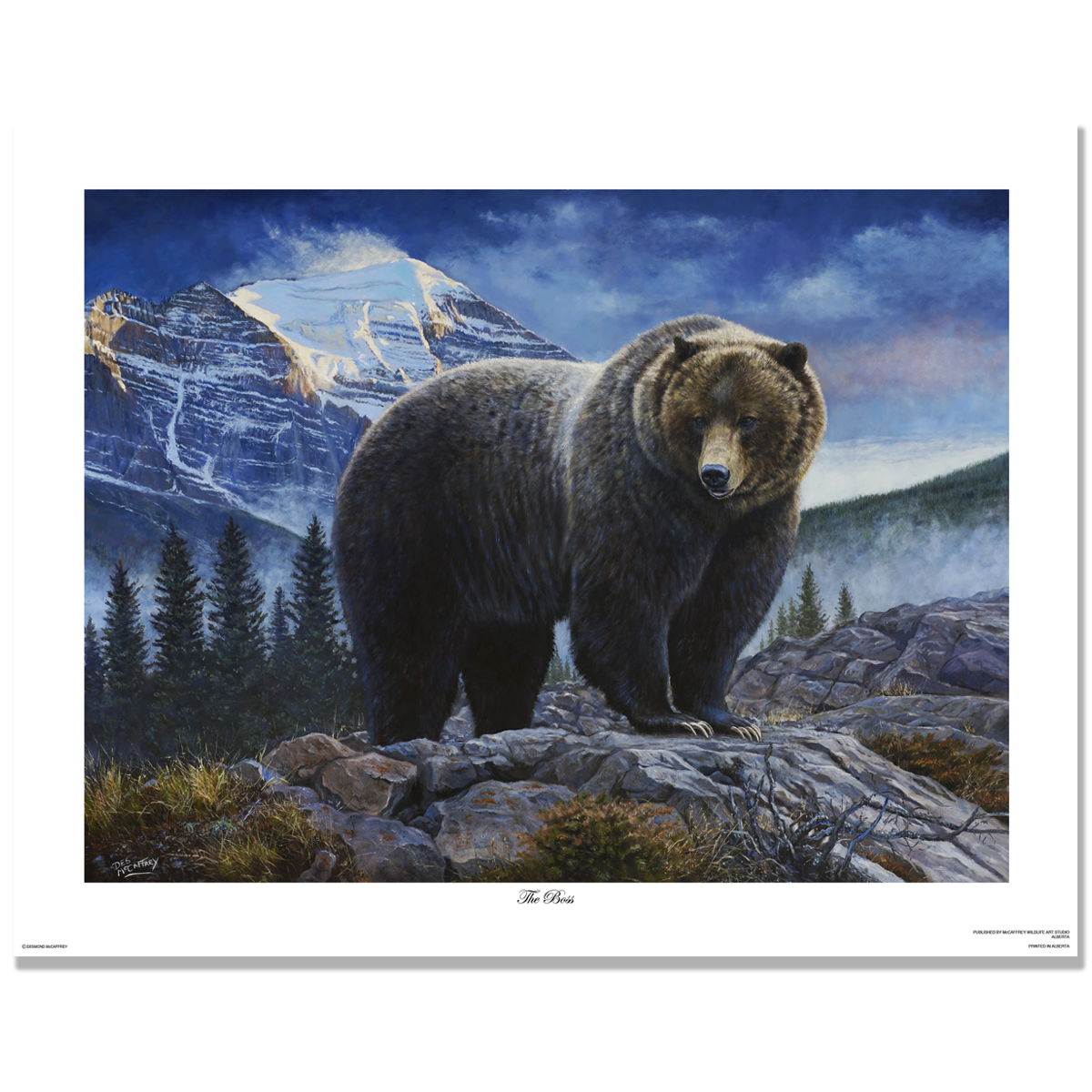 The Boss grizzly bear wildlife art print by Des McCaffrey, featuring the legendary Banff grizzly against the Canadian Rockies.