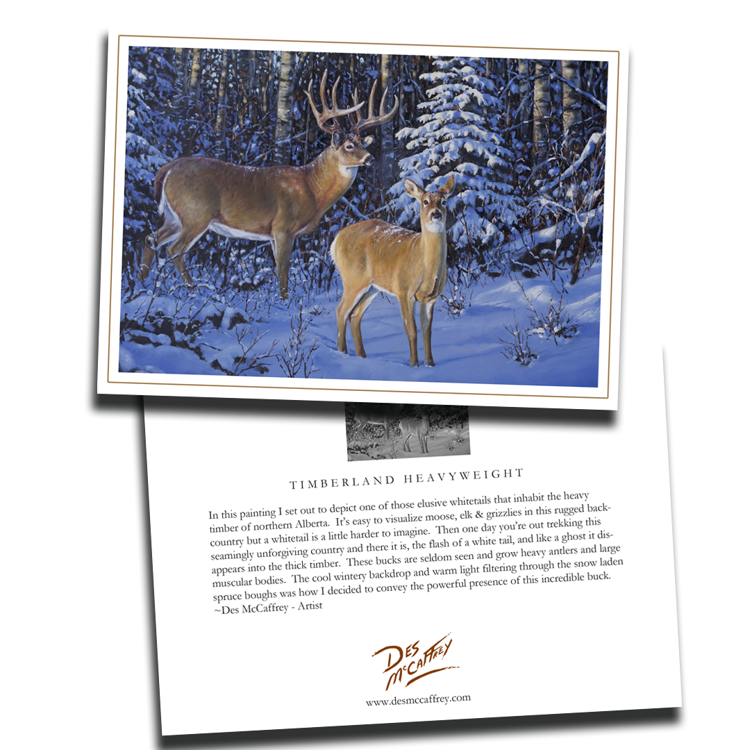 Fine art greeting card titled “Timberland Heavyweight” by wildlife artist Des McCaffrey, featuring a pair of whitetail deer standing in a snowy Alberta forest with sunlight filtering through the trees. Includes artist statement on the back of the card.