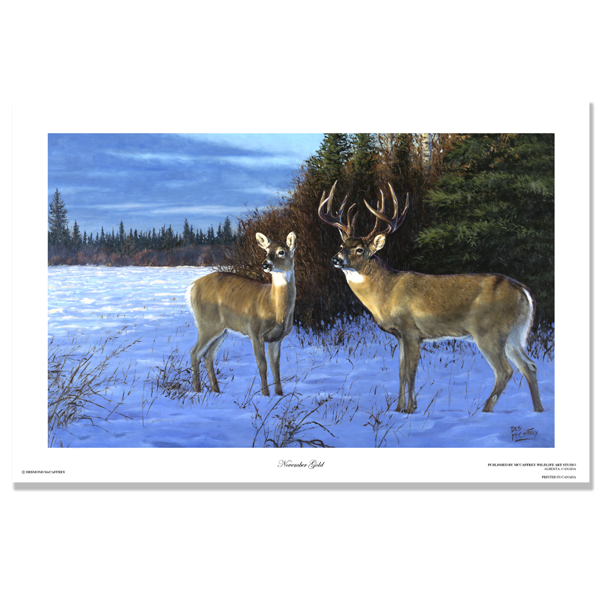 Fine art giclée print titled "November Gold",  featuring a nice whitetail buck and doe basking in the warm light on a winters day in northern Alberta, by Canadian wildlife artist Des McCaffrey.