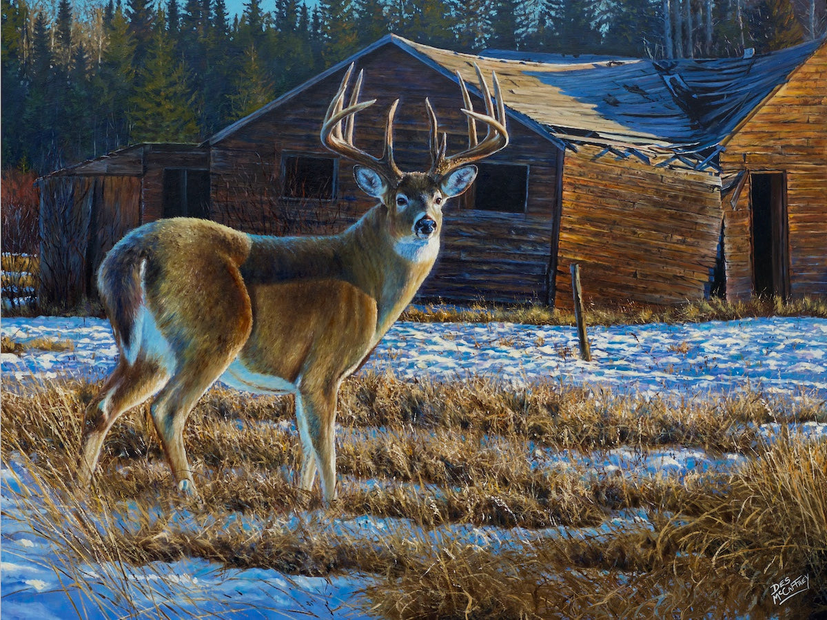 Big northern whitetail buck standing in a snowy field juxtaposed against an old rustic abandoned homestead.