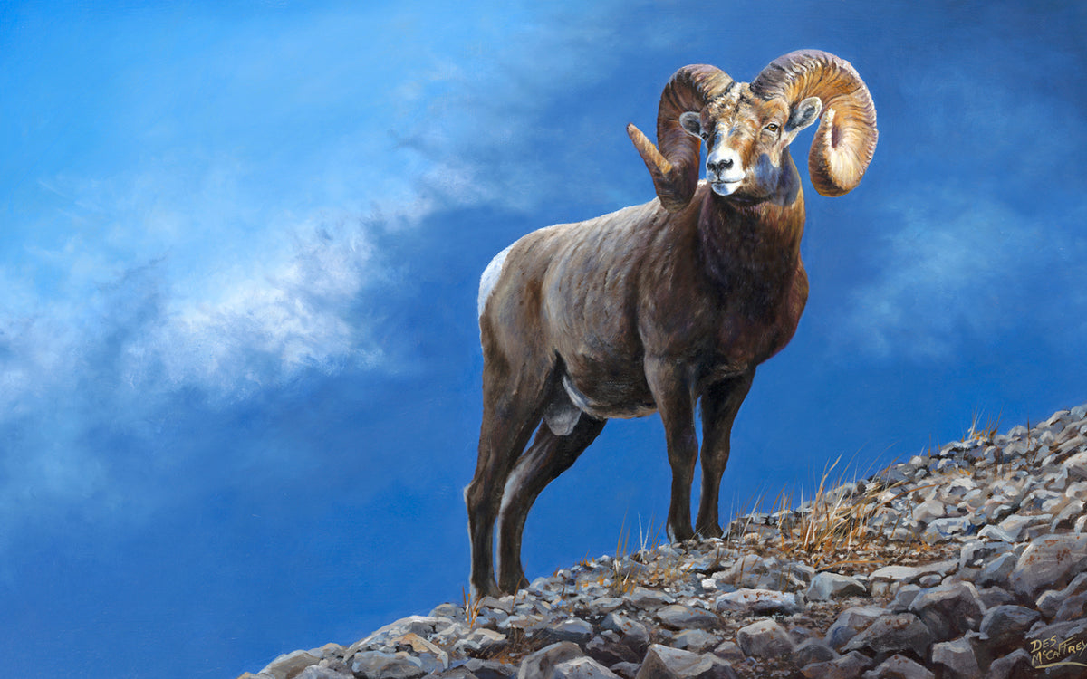 Fine art painting of Alberta bighorn sheep in Rocky Mountain setting by Desmond McCaffrey.
