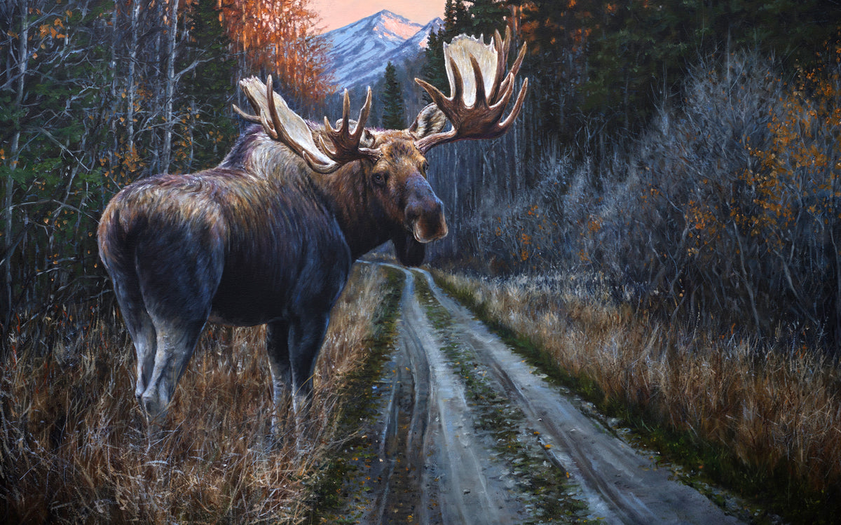 Original oil painting of Alberta bull moose in mountain landscape by wildlife artist Desmond McCaffrey.