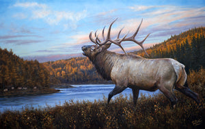 Original oil painting of Alberta bull elk by award-winning wildlife artist Desmond McCaffrey.

