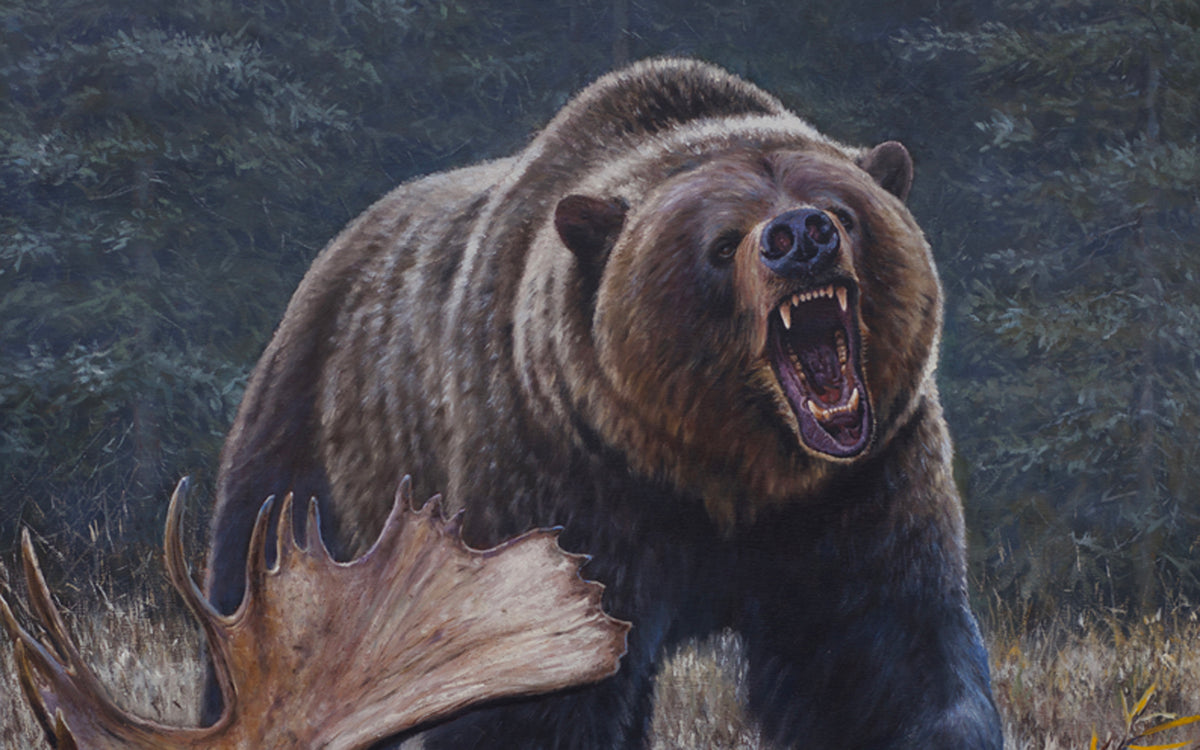 Wildlife art painting of an Alberta grizzly bear by artist Desmond McCaffrey.
