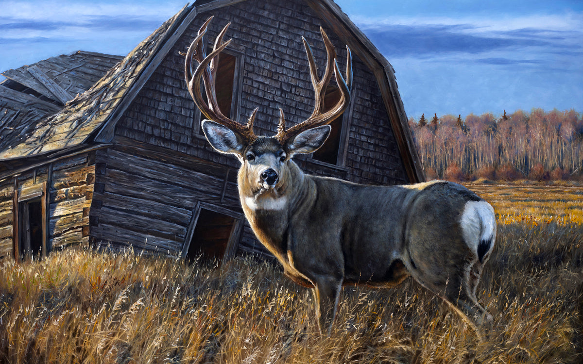 Alberta mule deer painting by Desmond McCaffrey, Canadian wildlife artist