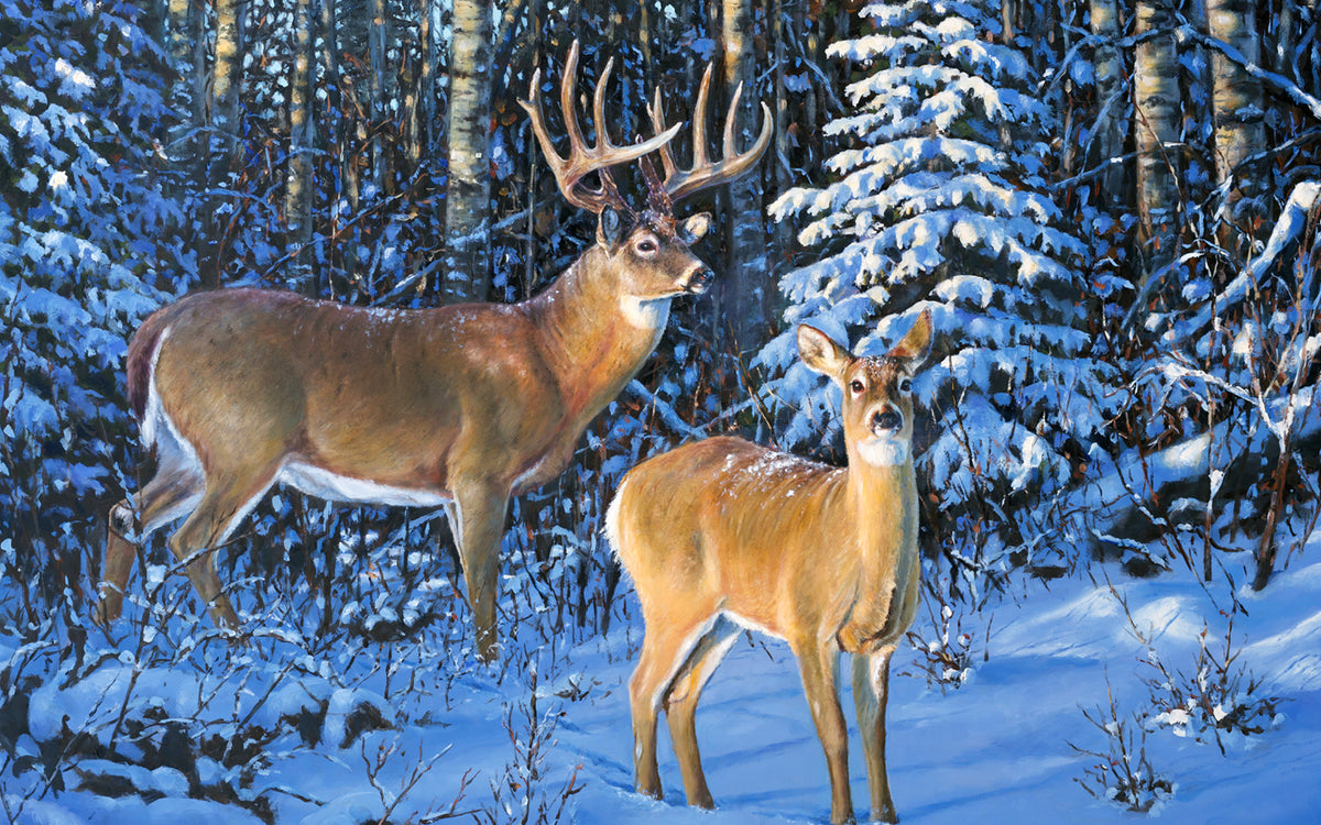 Original wildlife art of an Alberta whitetail buck and doe in a wintery forest landscape by Desmond McCaffrey.