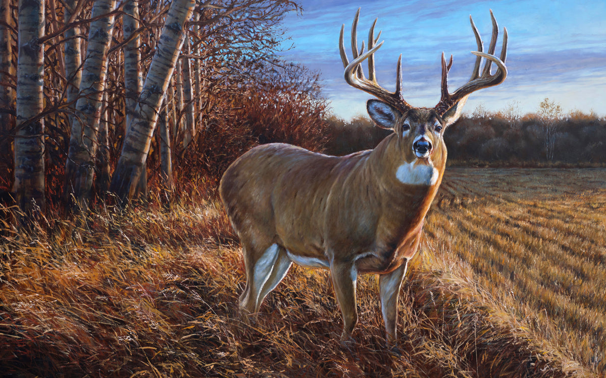 Original wildlife art of Alberta whitetail deer by Desmond McCaffrey.