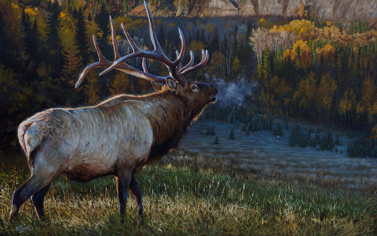 32 X 48 inch oil painting of a 6x6 bull elk entering a golden autumn aspen grove, portrayed in dramatic light with visible breath in the crisp air, symbolizing the tension and majesty of rutting season. Wildlife art by Canadian artist Des McCaffrey.