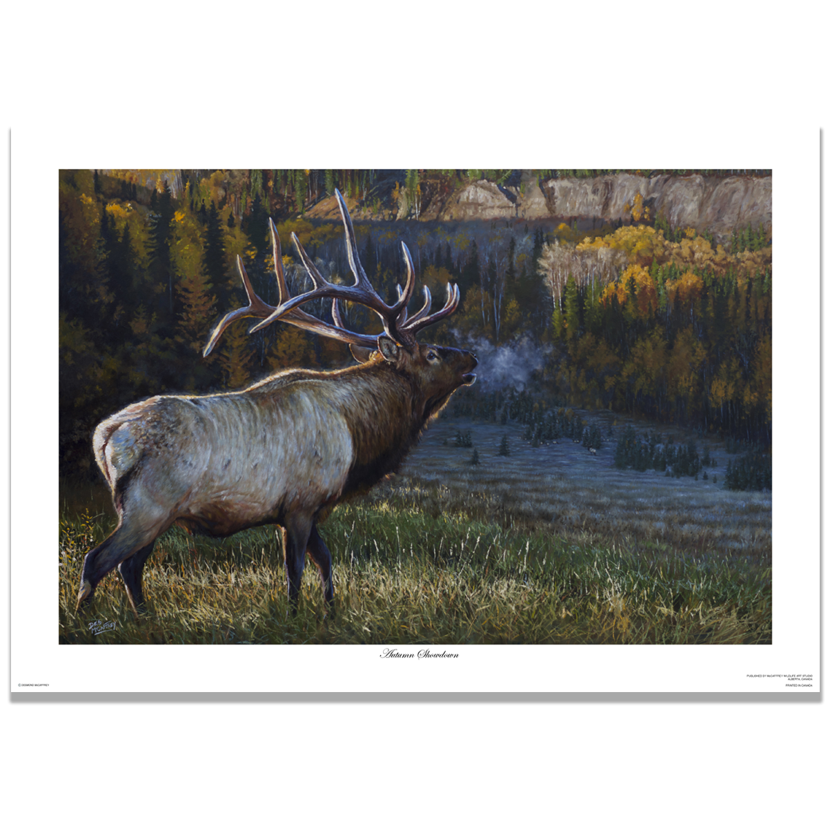Oil painting of a 6x6 bull elk entering a golden autumn aspen grove, portrayed in dramatic light with visible breath in the crisp air, symbolizing the tension and majesty of rutting season. Wildlife art by Canadian artist Des McCaffrey.