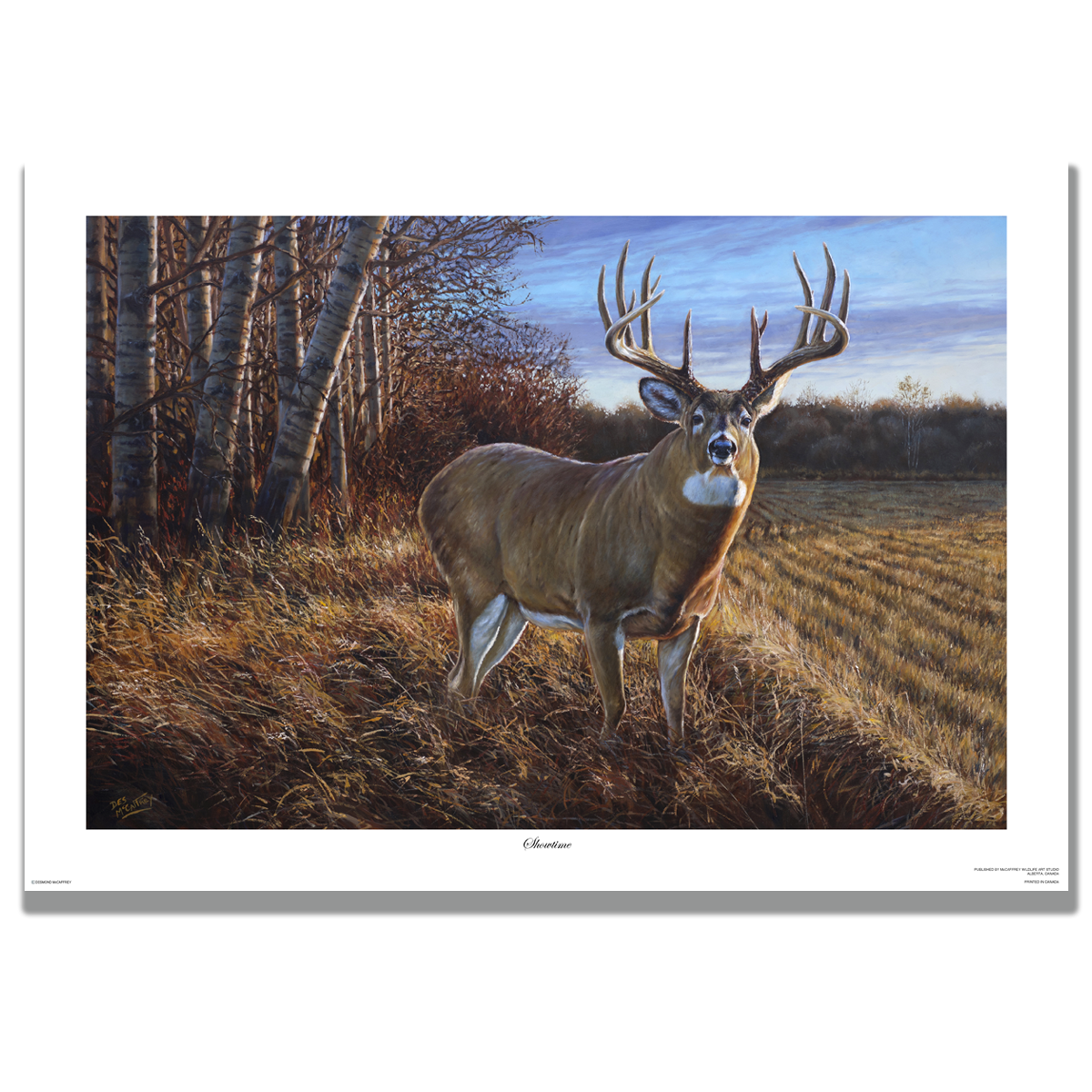 Whitetail deer painting titled "Showtime" featuring a large 10 point buck at the edge of a stubble field in an autumn backdrop, by Canadian wildlife artist Des McCaffrey