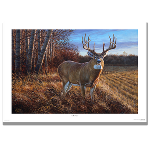 Whitetail deer painting titled "Showtime" featuring a large 10 point buck at the edge of a stubble field in an autumn backdrop, by Canadian wildlife artist Des McCaffrey